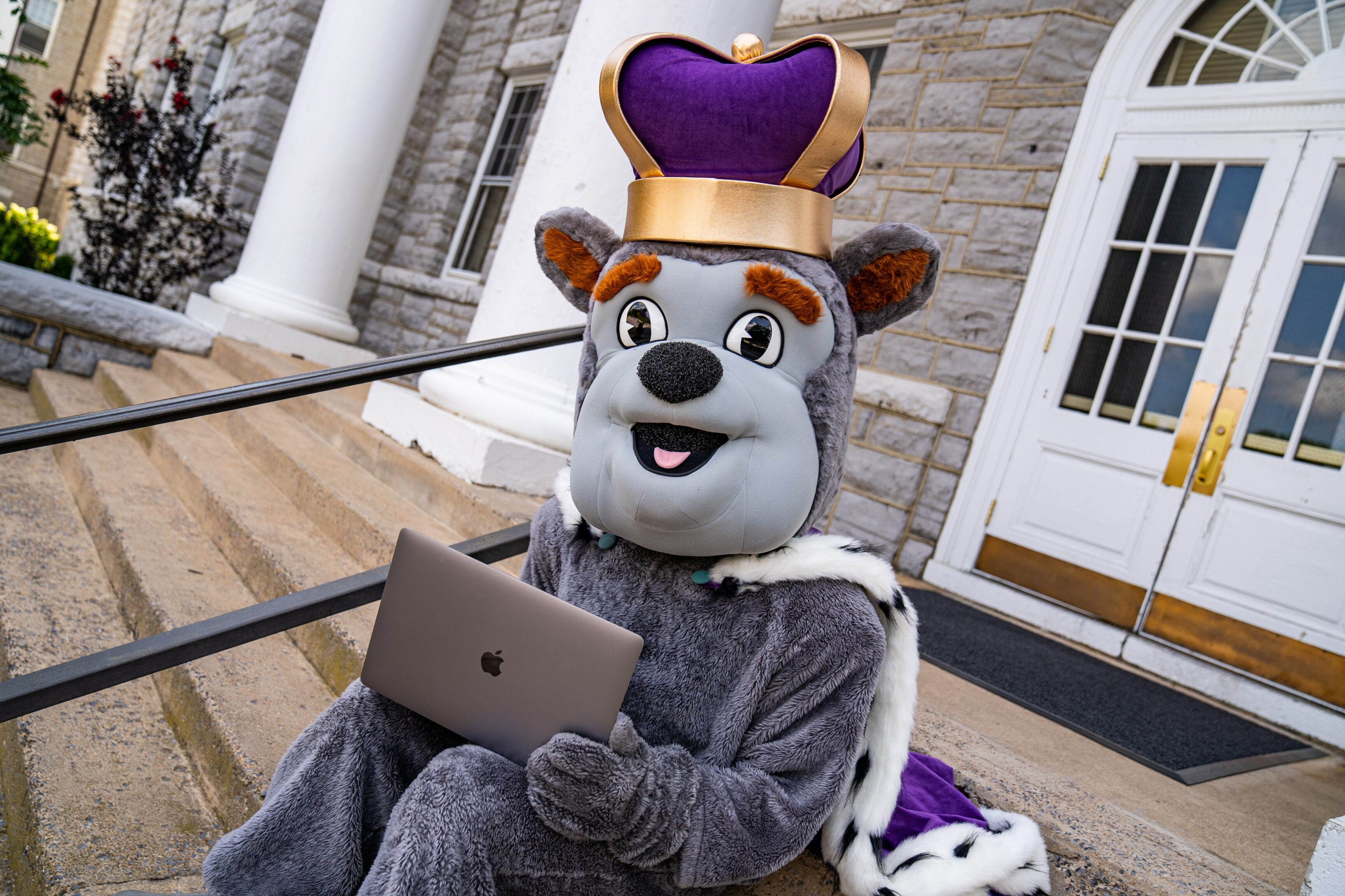 JMU's Duke Dog (mascot) using a laptop